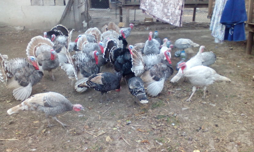  - Curcani de vanzare