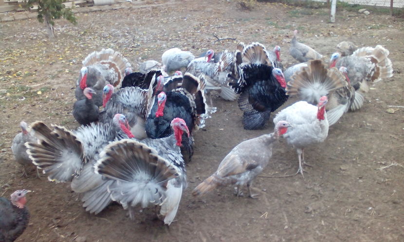  - Curcani de vanzare