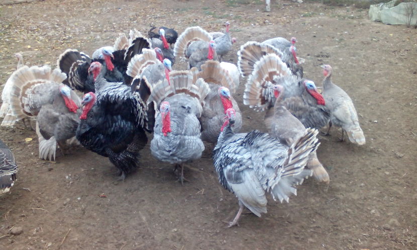  - Curcani de vanzare