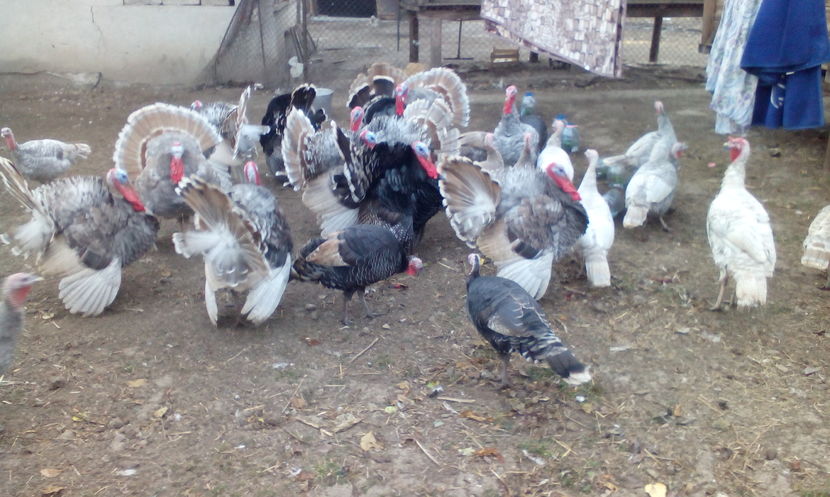  - Curcani de vanzare