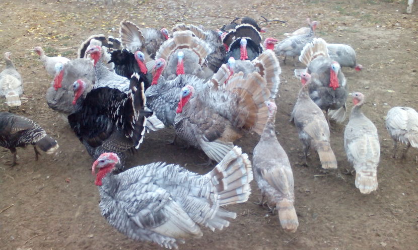  - Curcani de vanzare