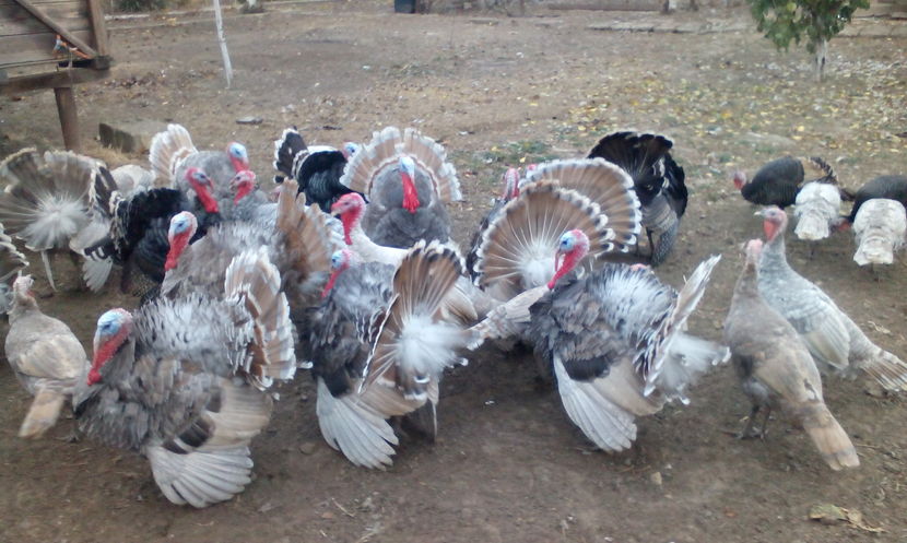  - Curcani de vanzare