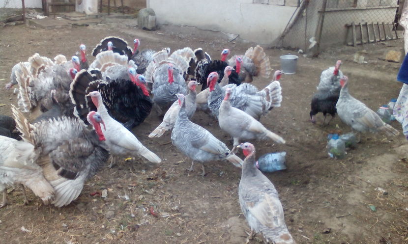  - Curcani de vanzare