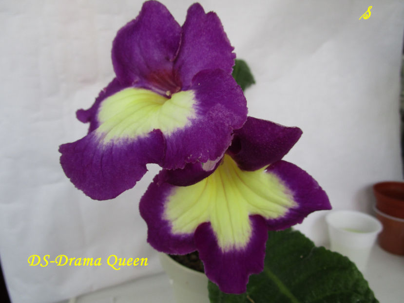 DS-Drama Queen(2-11-2018) - Streptocarpusi 2018