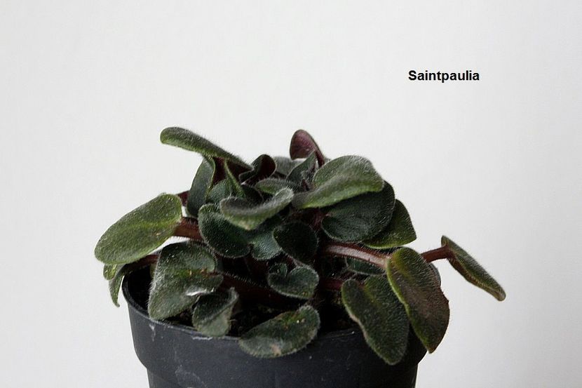 aspect bolnav - 1 Suckers si forma