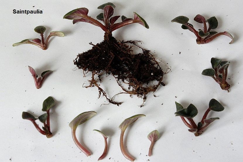 voi pastra cativa lastari pentru experimente ulterioare - 1 Suckers si forma