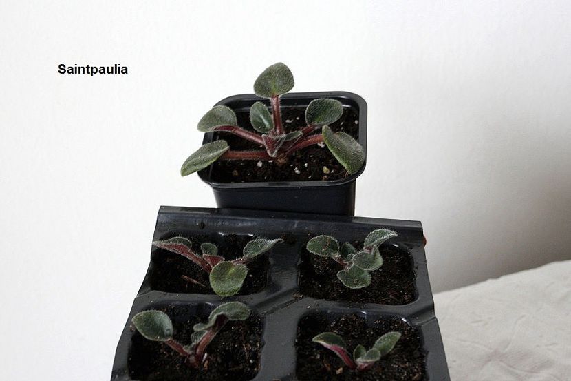 i-am pus la inradacinat - 1 Suckers si forma