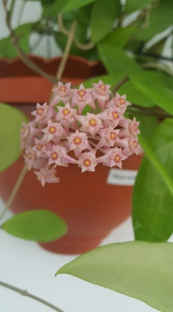  - Hoya verticillatta