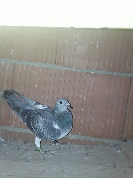 Fem 2018 - PORUMBEII 2018