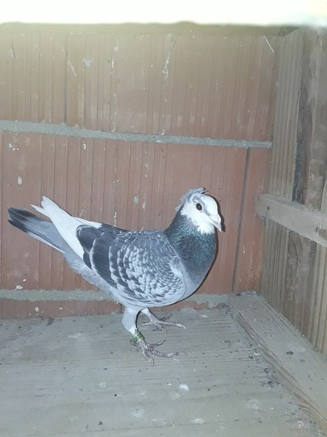 Mas 2018 motat Martha VanGel - PORUMBEII 2018