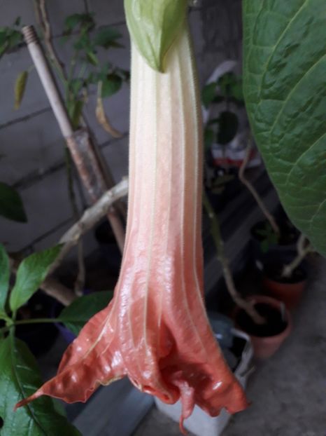  - Mon amour de mareill