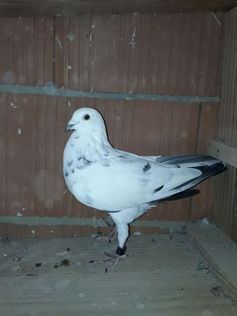 Mas 2017 - PORUMBEII 2018