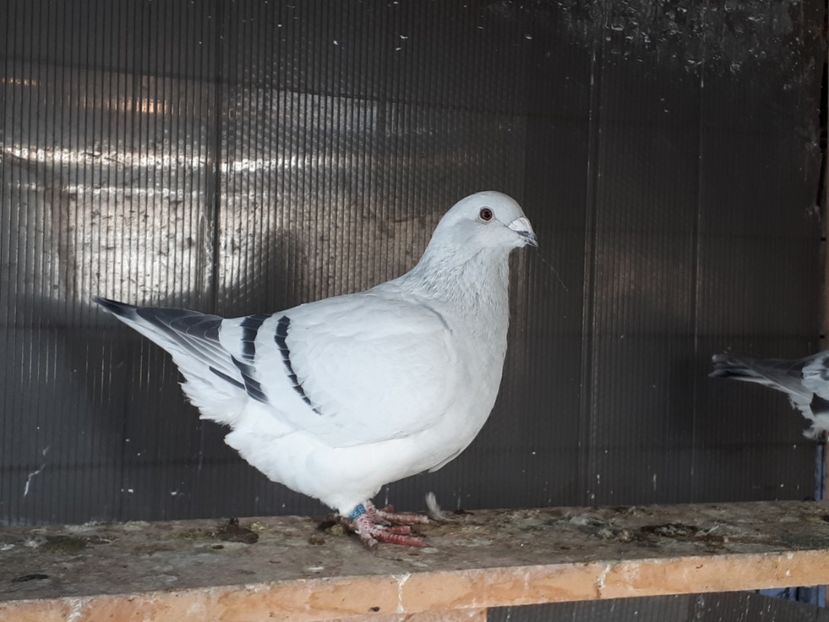 F18 Disponibila poza 1 Vanduta - De Vanzare