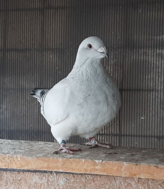 F 18 poza2 Vanduta - De Vanzare