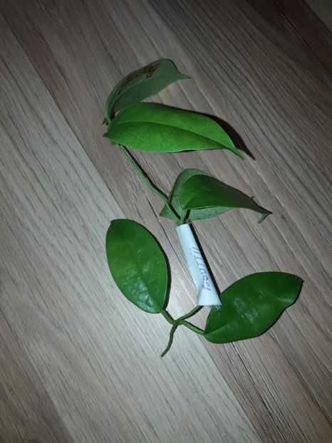  - Hoya buotii-LUMINITA