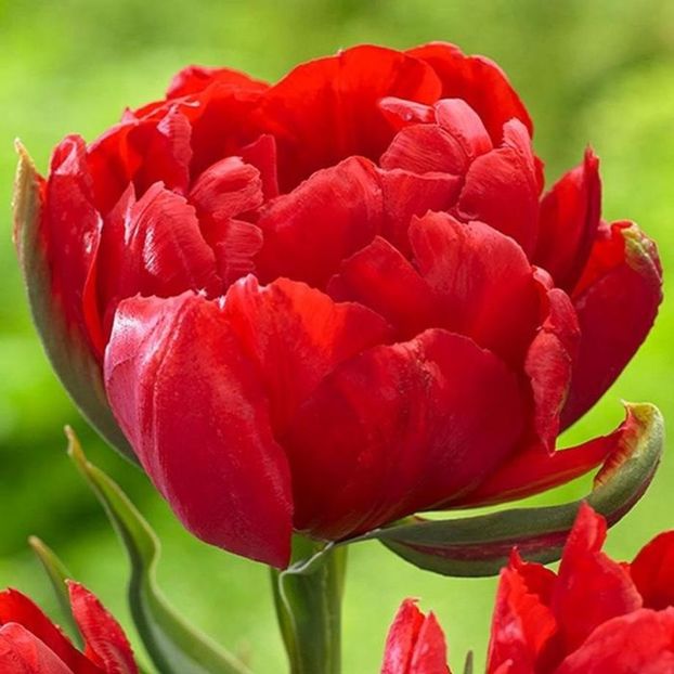 tulip-abba-2768-1-p - Achizitii toamna 2018