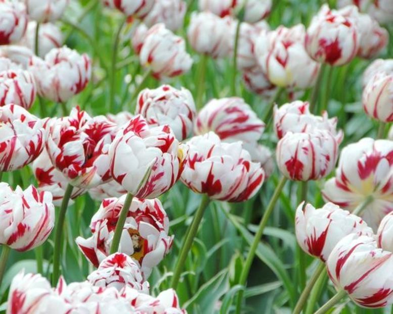 tulip-carnaval-de-nice-4_grande - Achizitii toamna 2018
