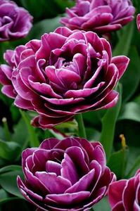 Tulip-Dream-Touch-3_grande - Achizitii toamna 2018