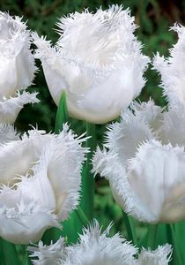 Honeymoon - Achizitii toamna 2018