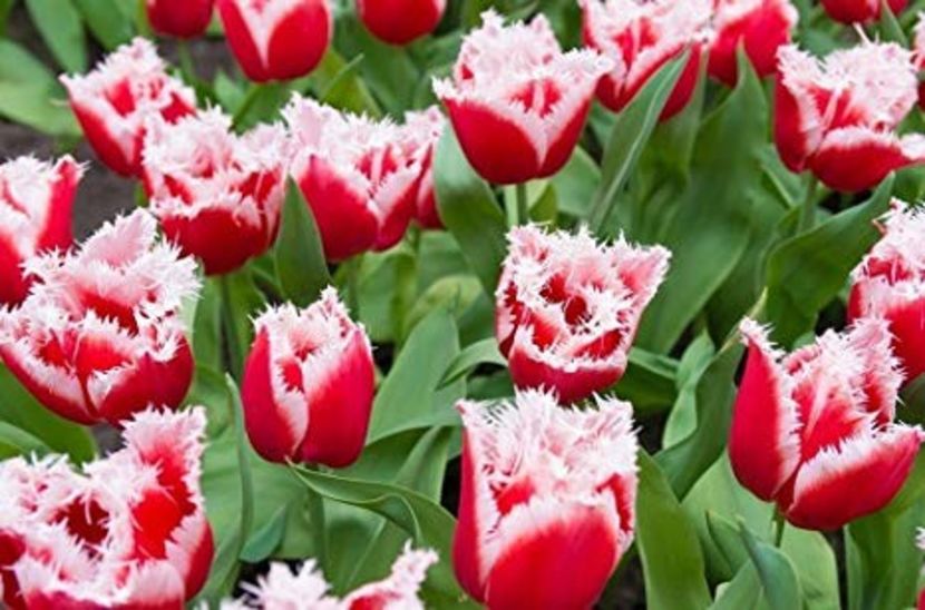 Canasta - Achizitii toamna 2018