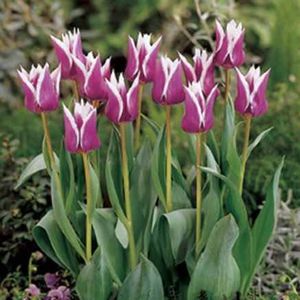 Claudia - Achizitii toamna 2018