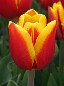 kees-nelis-tulip - Achizitii toamna 2018