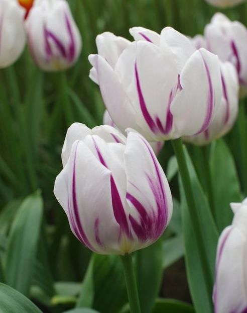 Flaming flag - Achizitii toamna 2018