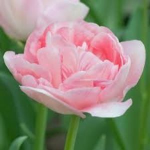 Angelique - Achizitii toamna 2018