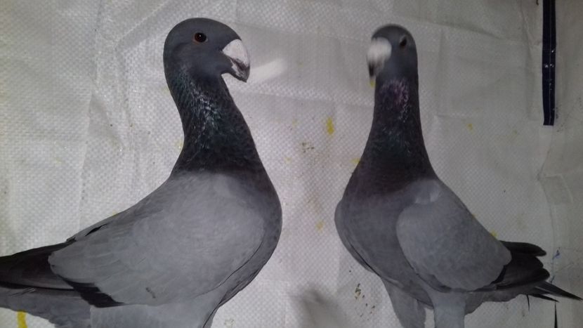  - Voiajori Germani Matca 2019