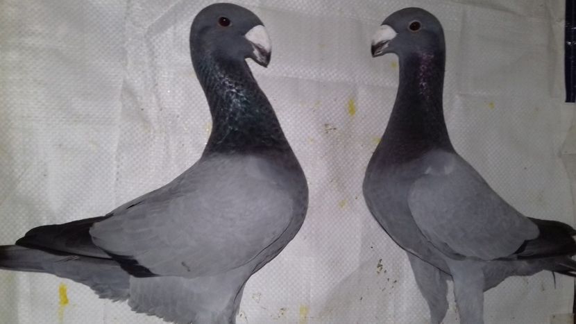  - Voiajori Germani Matca 2019