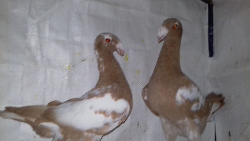  - Voiajori Germani Matca 2019