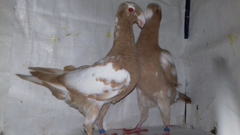  - Voiajori Germani Matca 2019