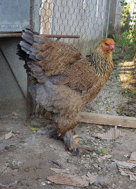  - a__Pui si tineret brahma 2018