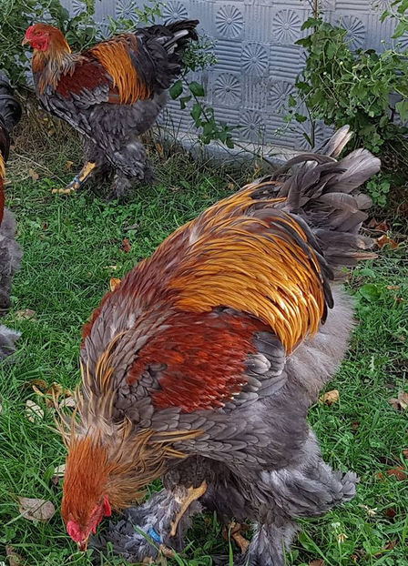  - a__Pui si tineret brahma 2018