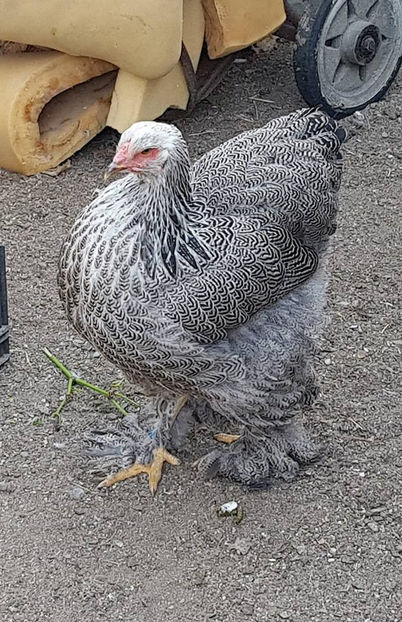  - a__Pui si tineret brahma 2018