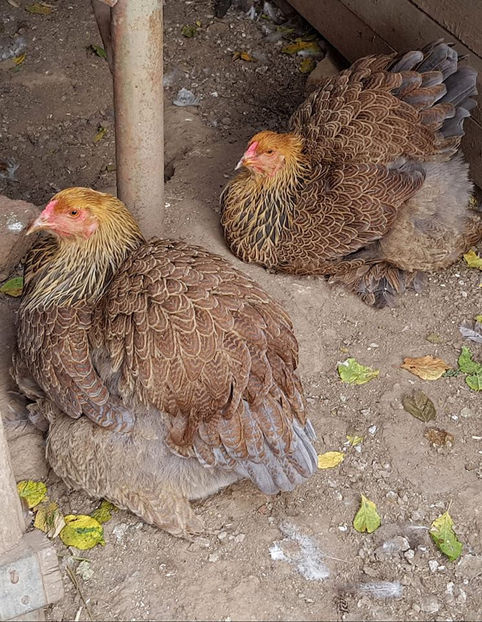  - a__Pui si tineret brahma 2018