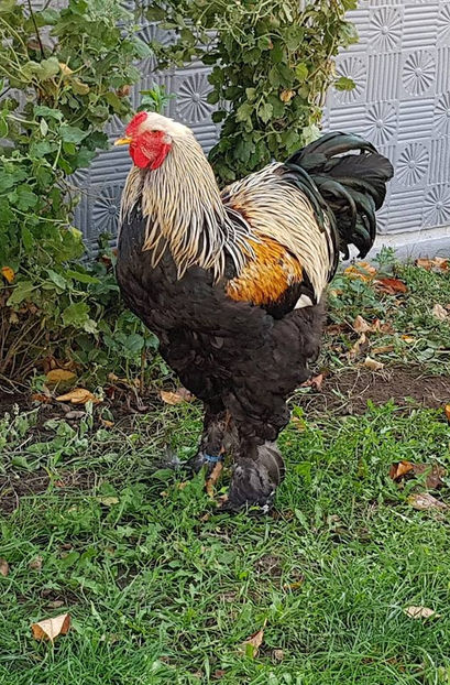  - a__Pui si tineret brahma 2018