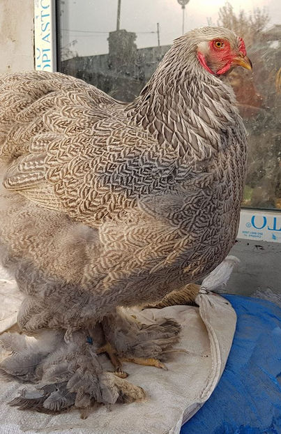  - a__Pui si tineret brahma 2018