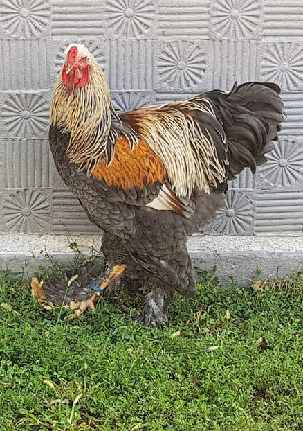  - a__Pui si tineret brahma 2018