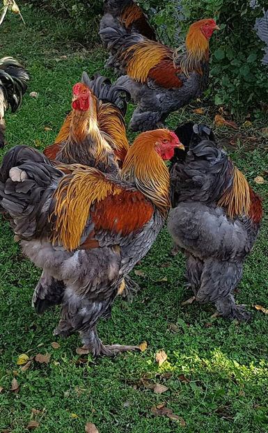  - a__Pui si tineret brahma 2018