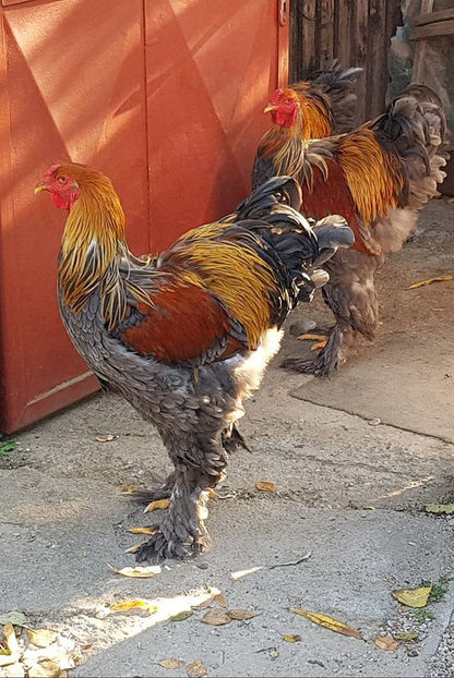  - a__Pui si tineret brahma 2018