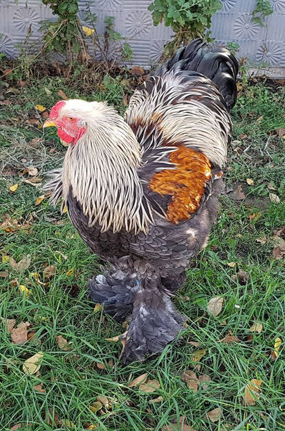  - a__Pui si tineret brahma 2018