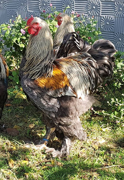  - a__Pui si tineret brahma 2018