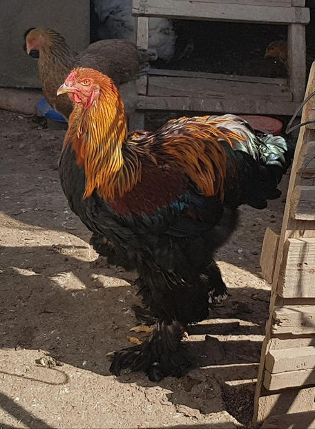  - a__Pui si tineret brahma 2018