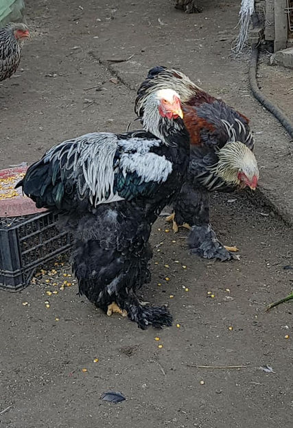  - a__Pui si tineret brahma 2018