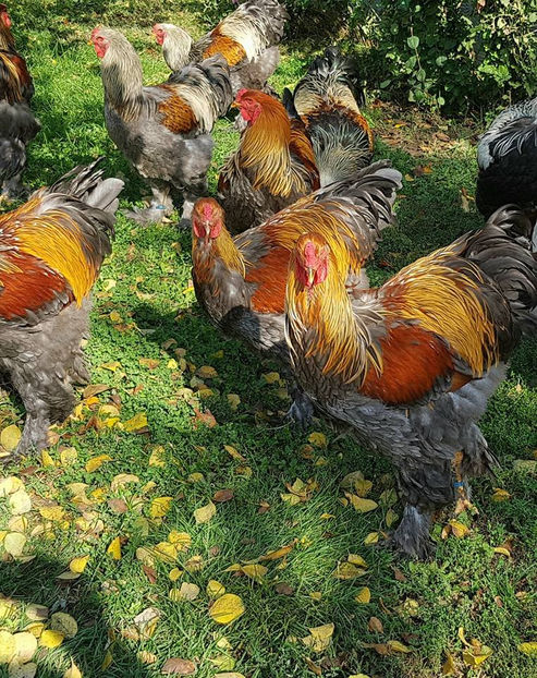  - a__Pui si tineret brahma 2018