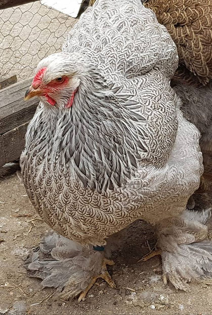  - a__Pui si tineret brahma 2018