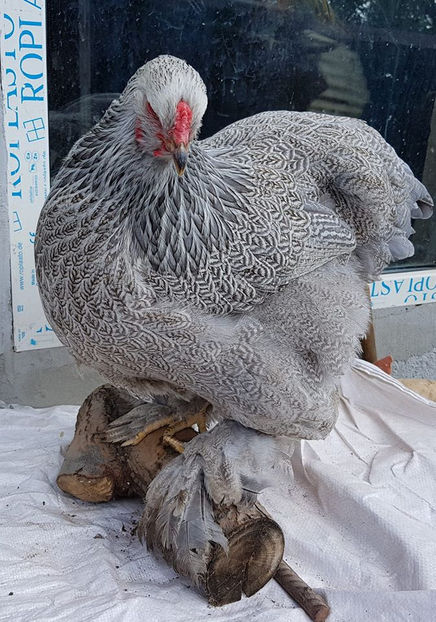  - a__Pui si tineret brahma 2018