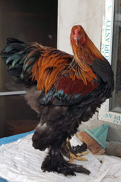  - a__Pui si tineret brahma 2018