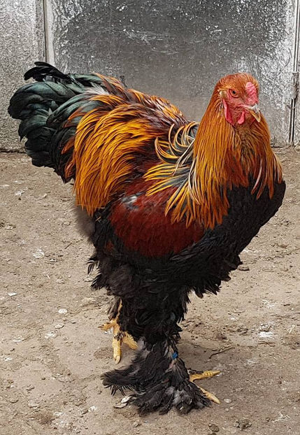  - a__Pui si tineret brahma 2018